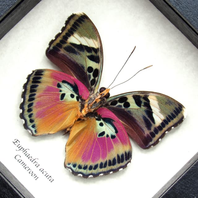 Real Pink forester butterfly framed taxidermy - Euphaedra acuta