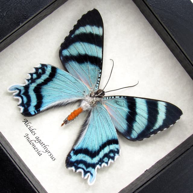 Real blue moth framed taxidermy - Alcides agathyrsus