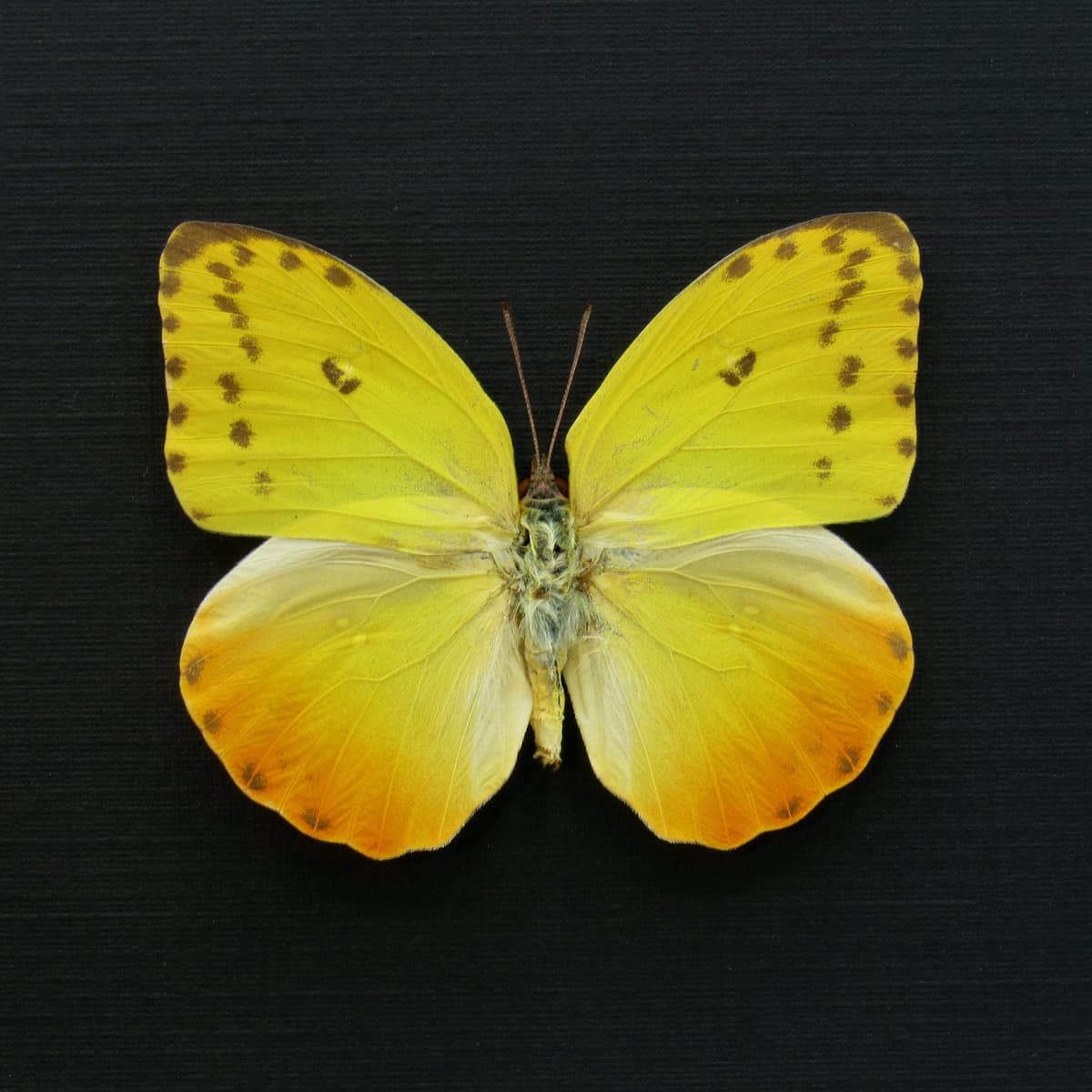 Real yellow Sulphur butterfly framed - Phoebis philea - female