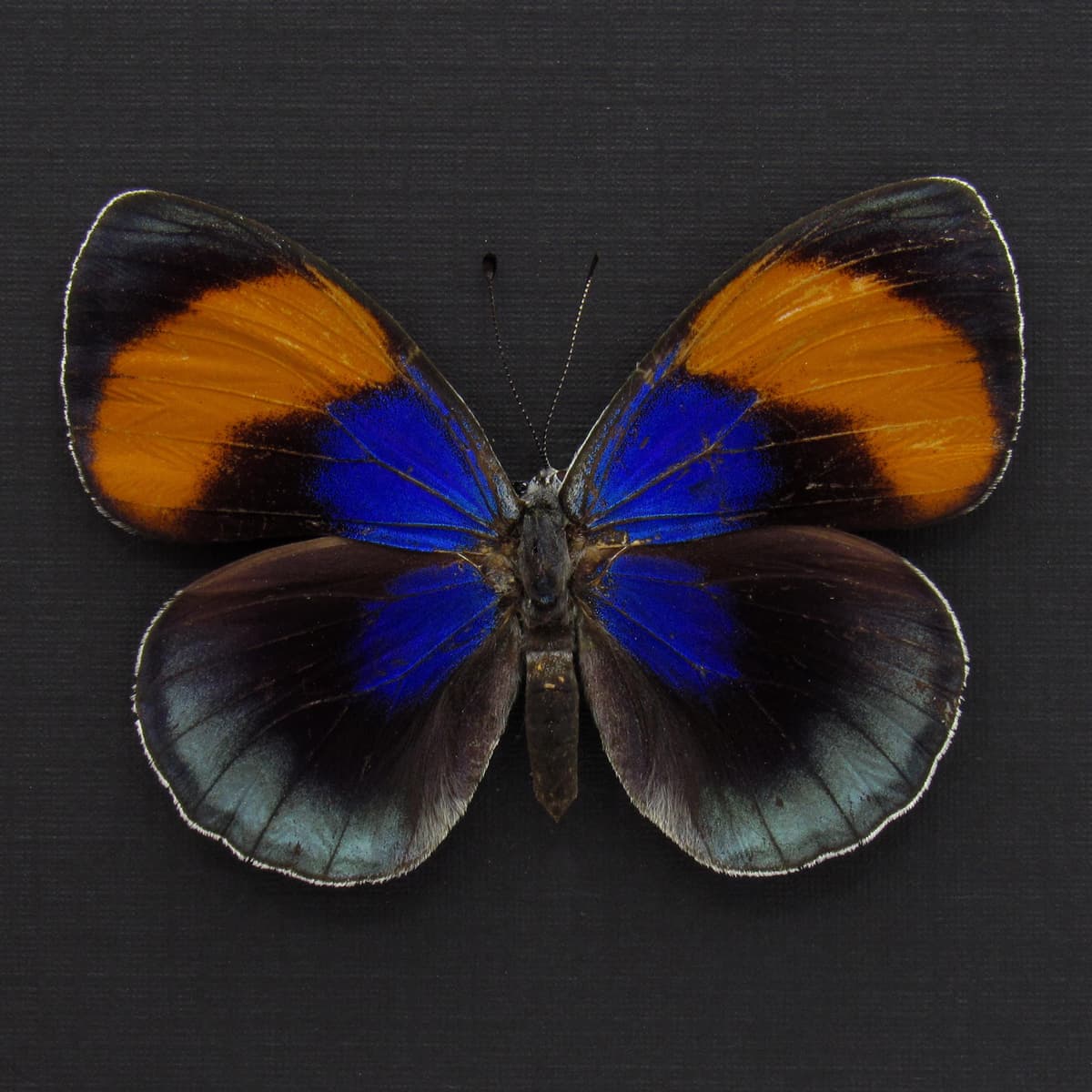 Rare metallic Brush Footed butterfly framed taxidermy - Asterope sapphira - female