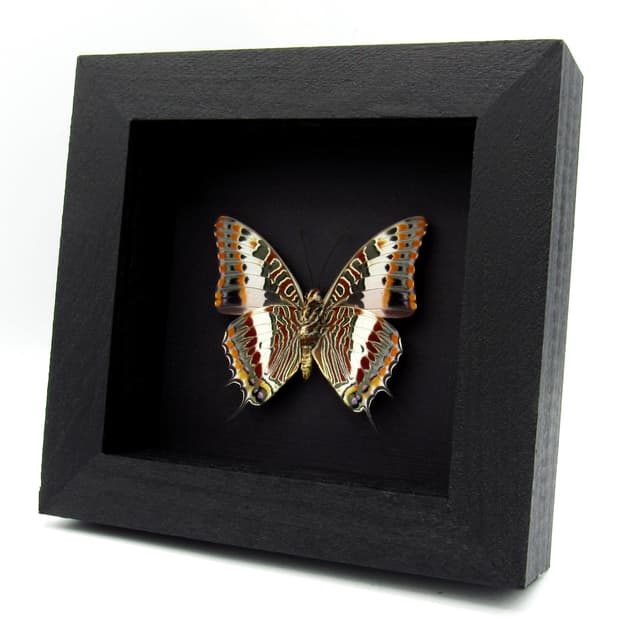 Rare Foxy Charaxes butterfly framed specimen - Charaxes saturnus