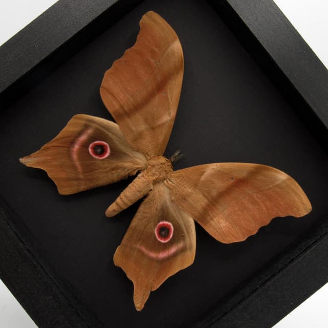 GIANT real Saturn moth framed taxidermy - Pseudimbrasia deyrollei