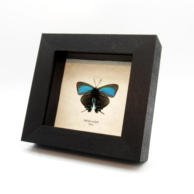 Real rare butterfly framed taxidermy - Atlides polybe