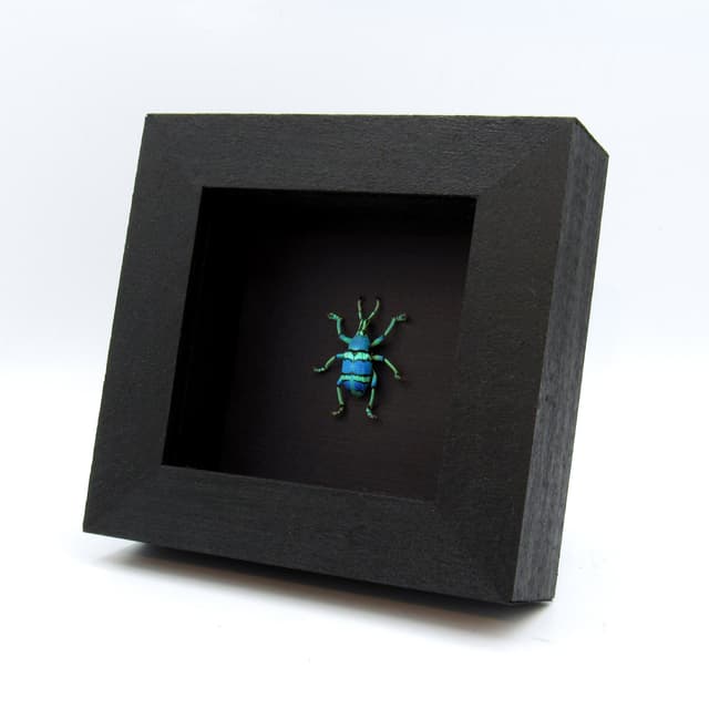 Real glitter Weevil framed taxidermy - Eupholus schoenherrii petiti - blue form