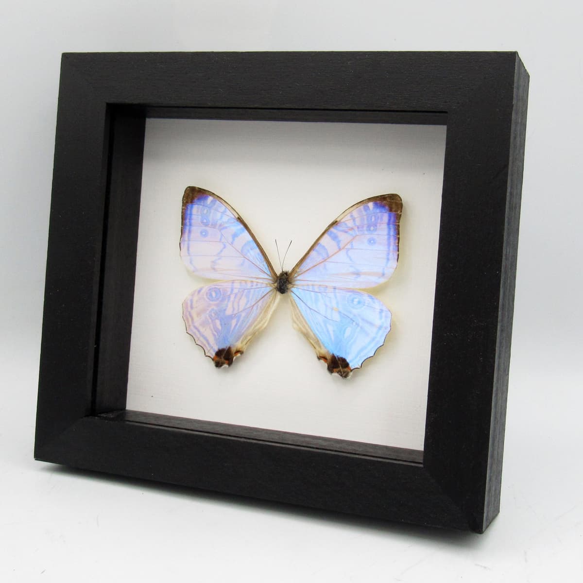 Real XL Pearl Morpho framed taxidermy butterfly - Morpho sulkowskyi