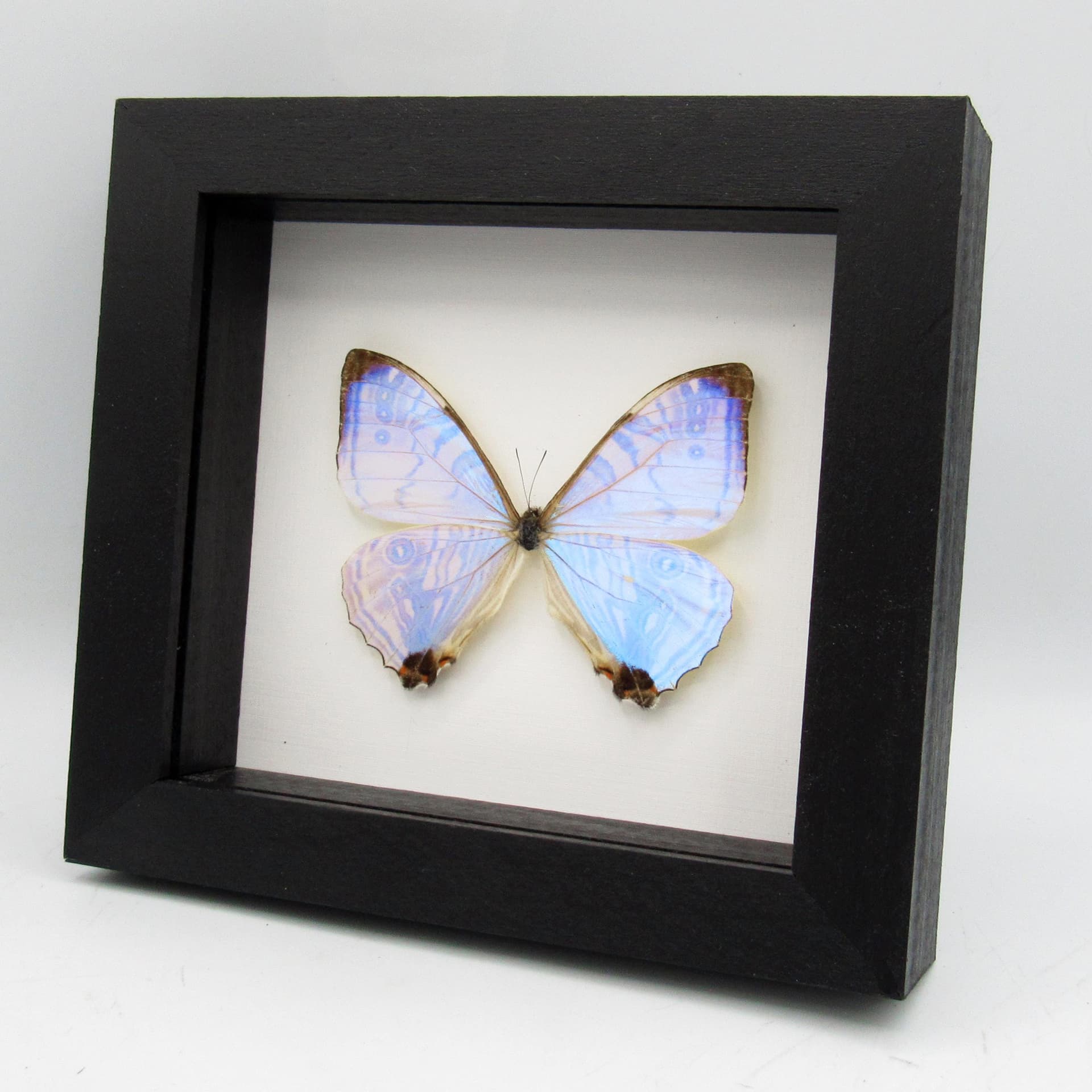 Real XL Pearl Morpho framed taxidermy butterfly - Morpho sulkowskyi
