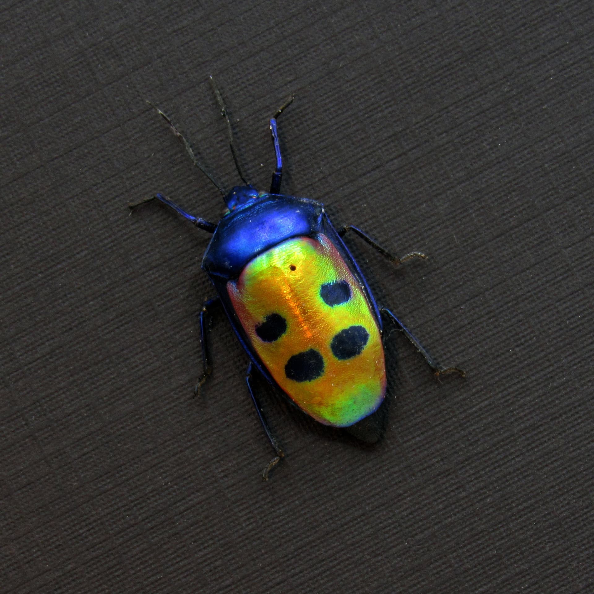 Real metallic Mangrove Jewel Bug framed taxidermy - Calliphara caesar