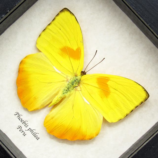 Real yellow Sulphur butterfly framed taxidermy - Phoebis philea