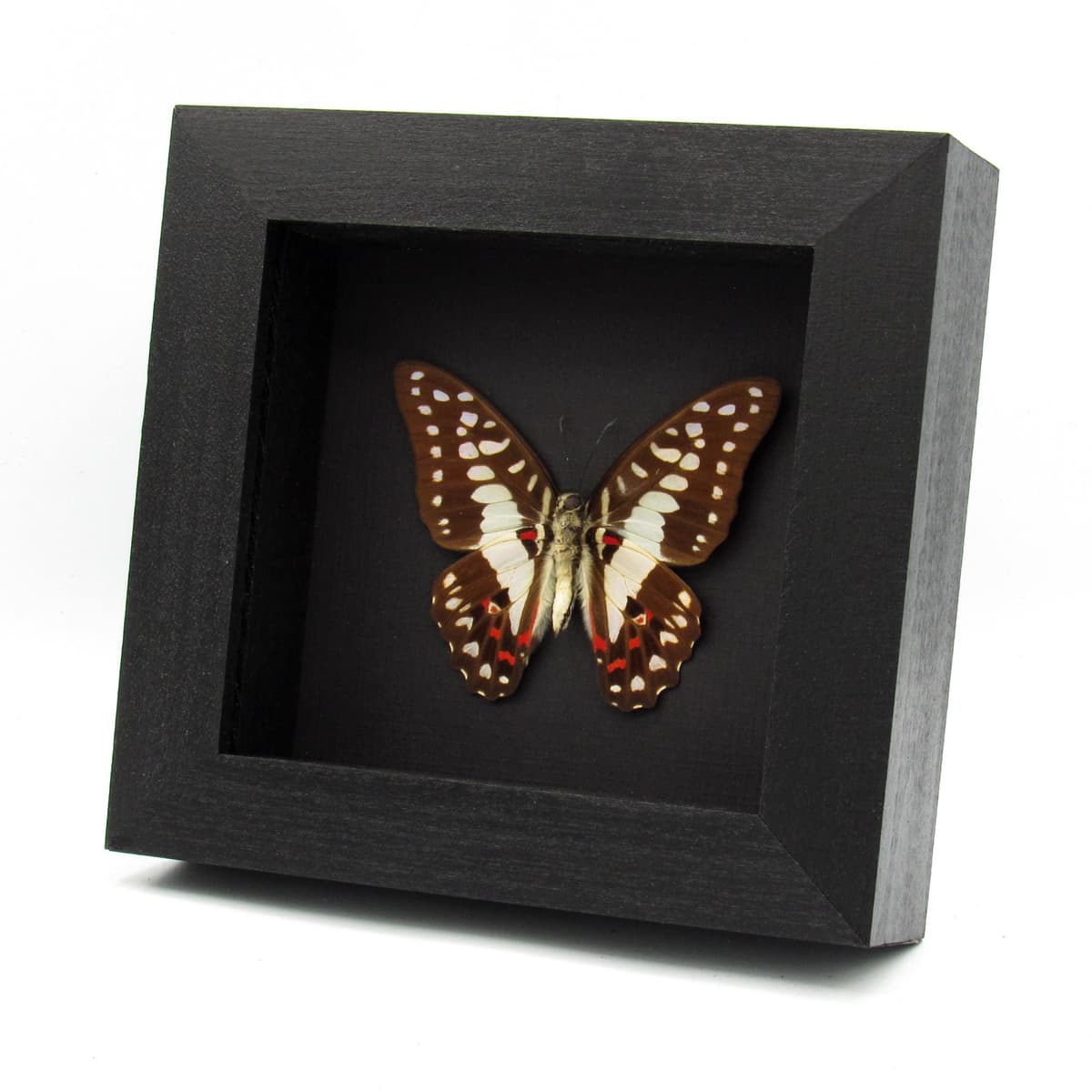 Real Great Jay butterfly framed taxidermy - Graphium eurypylus
