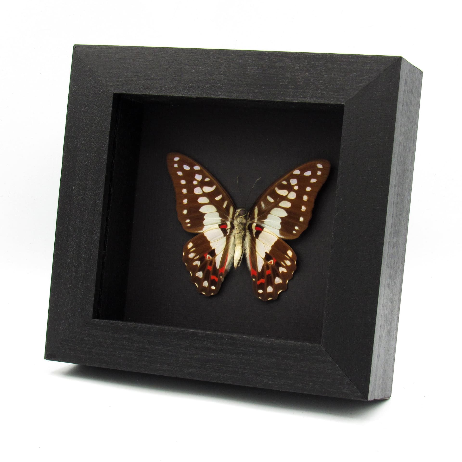 Real Great Jay butterfly framed taxidermy - Graphium eurypylus