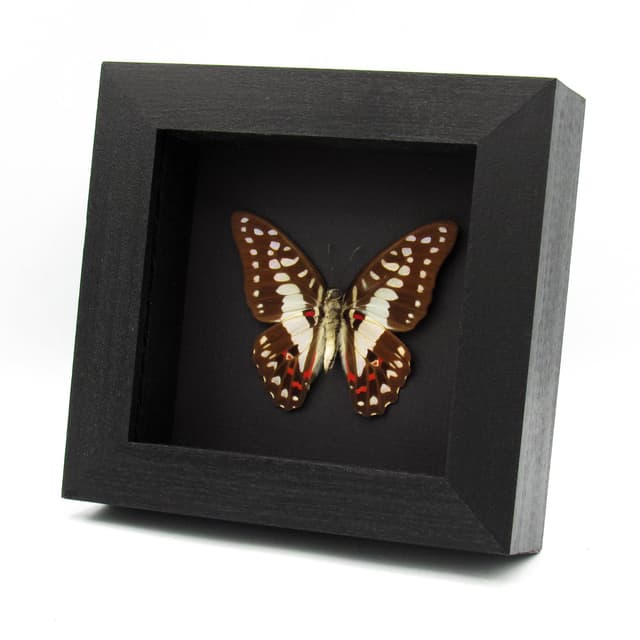 Real Great Jay butterfly framed taxidermy - Graphium eurypylus