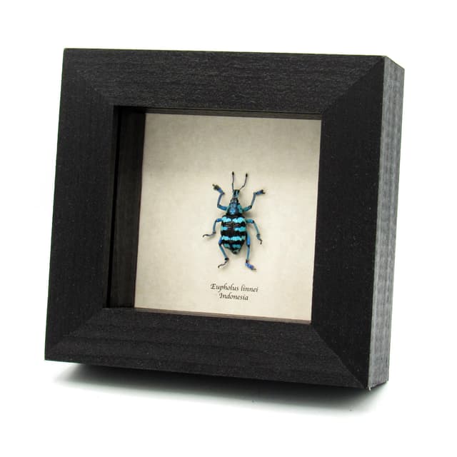 Real blue metallic weevil framed taxidermy - Eupholus linnei - large - nice color form