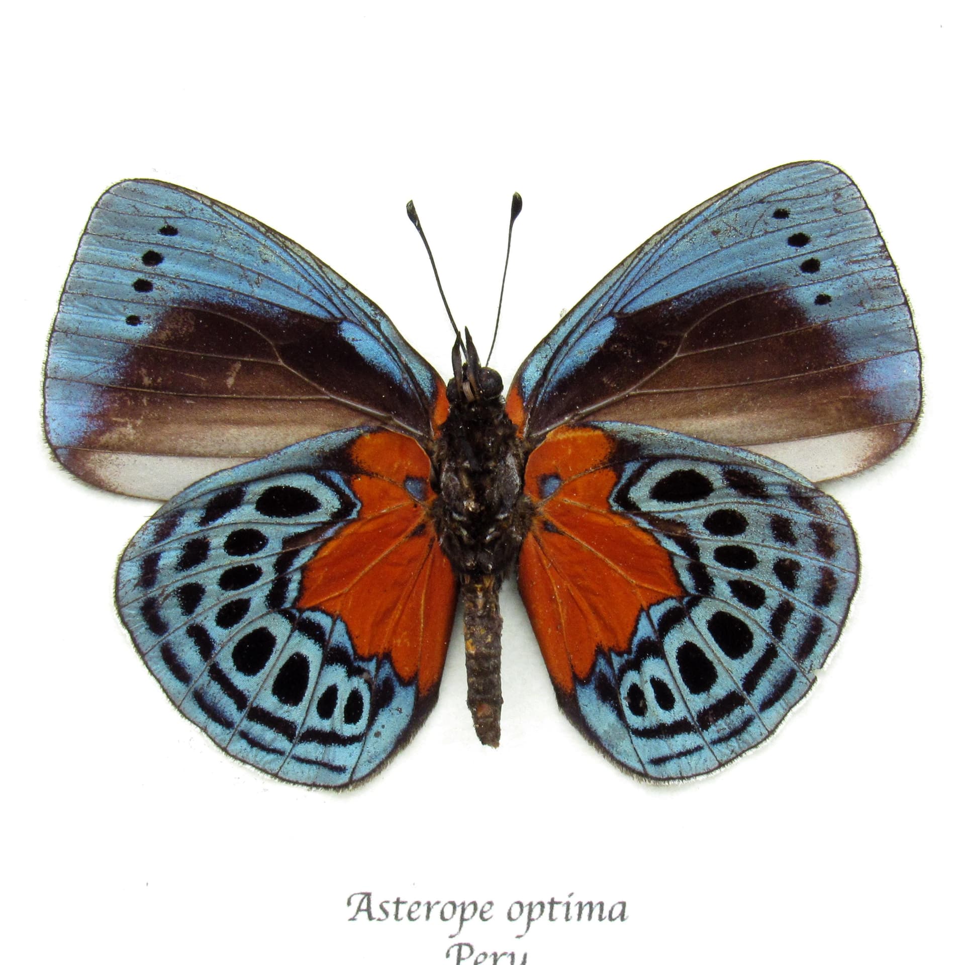 Real metallic butterfly framed taxidermy - Asterope optima