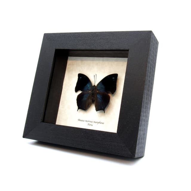 Real blue butterfly framed taxidermy - Anaea morvus morpheus