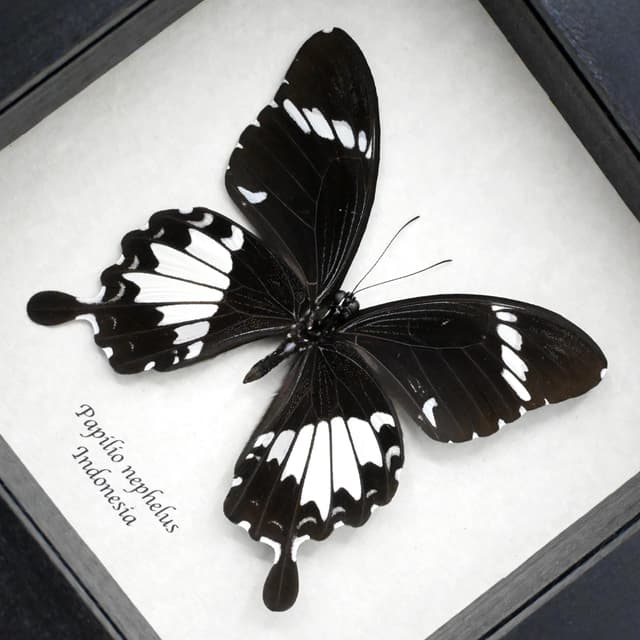 Real black Swallowtail butterfly framed taxidermy - Papilio nephelus