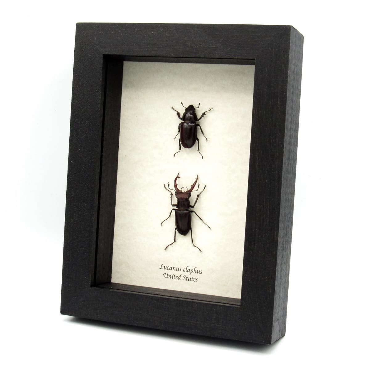 Rare American Giant Stag beetle framed specimen - Lucanus elaphus - male and female pair