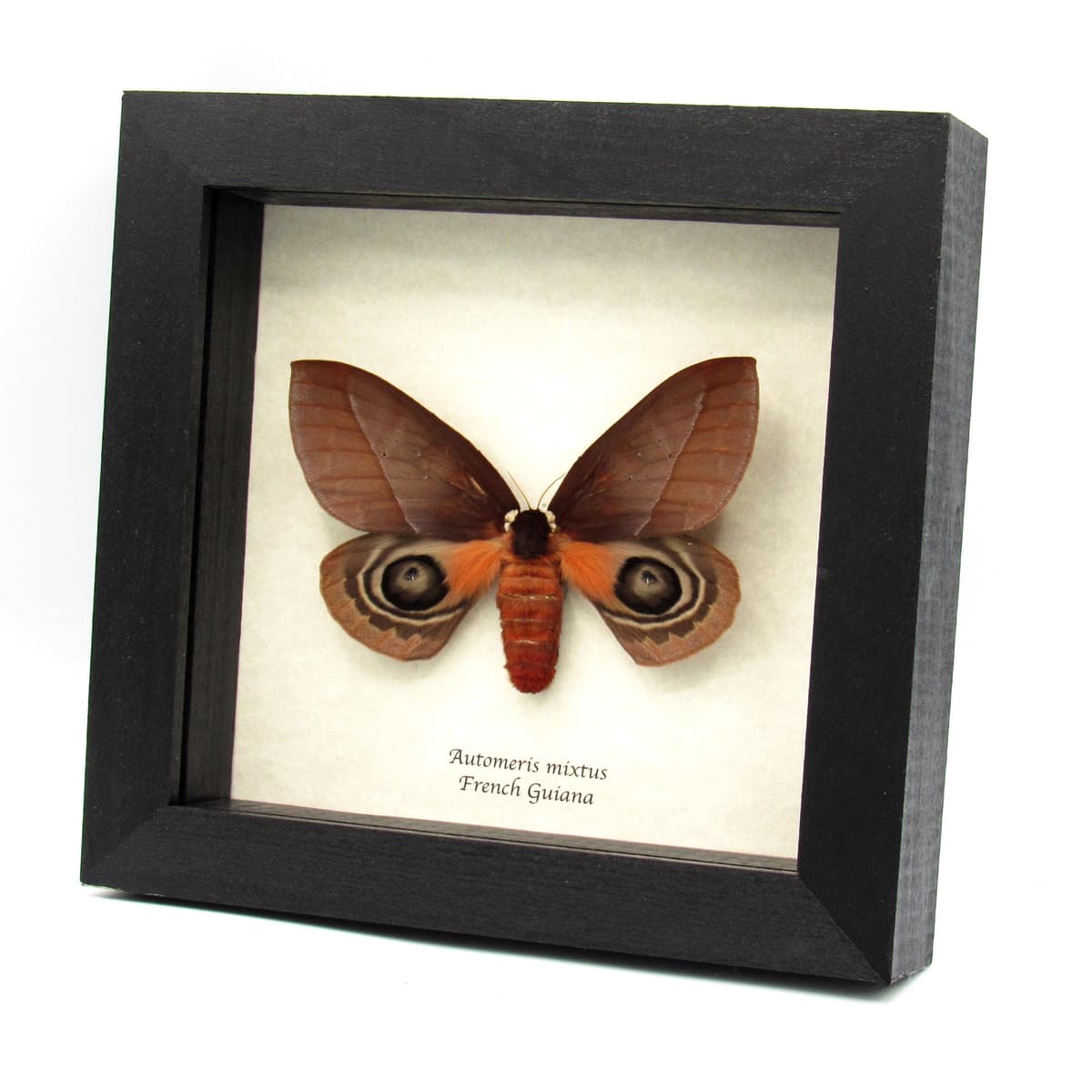 Real Saturn moth framed taxidermy - Automeris mixtus - large female