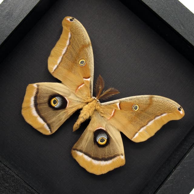 Real Polyphemus moth framed taxidermy - Antheraea polyphemus - XL specimen