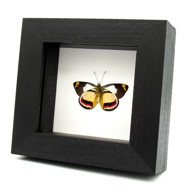 Rare Delias butterfly framed specimen - Delias bothwelli - Victorian mount
