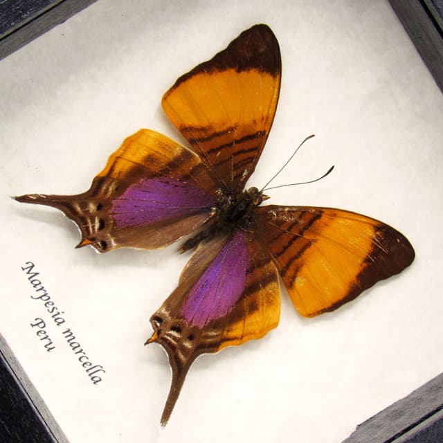 Real purple butterfly framed taxidermy - Marpesia marcella
