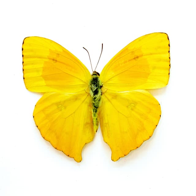 Real yellow Sulphur butterfly framed taxidermy - Phoebis rurina