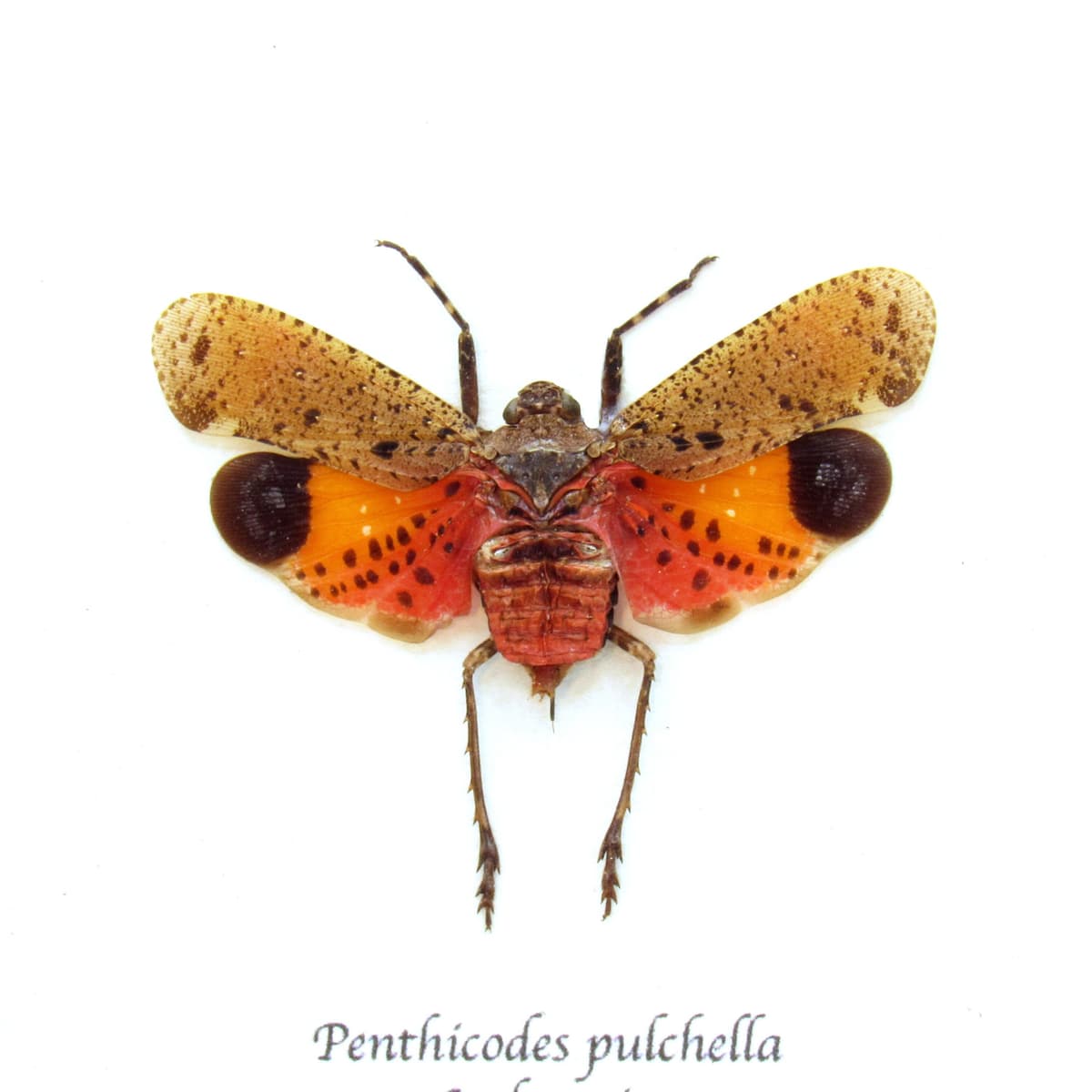 Real orange Lanternfly framed taxidermy - Penthicodes pulchella