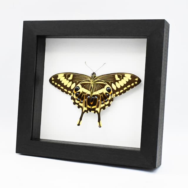 Real Giant Emperor Swallowtail butterfly framed taxidermy - Papilio ophidicephalus - Victorian mount