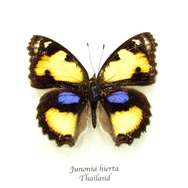 Real Yellow Pansy butterfly framed taxidermy - Junonia hierta