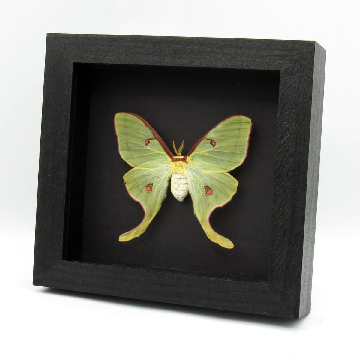 Real rare Luna Moon moth framed taxidermy - Actias luna rubromarginata - female - large