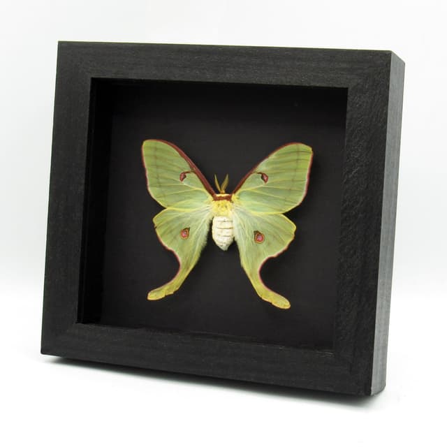 Real rare Luna Moon moth framed taxidermy - Actias luna rubromarginata - female - large