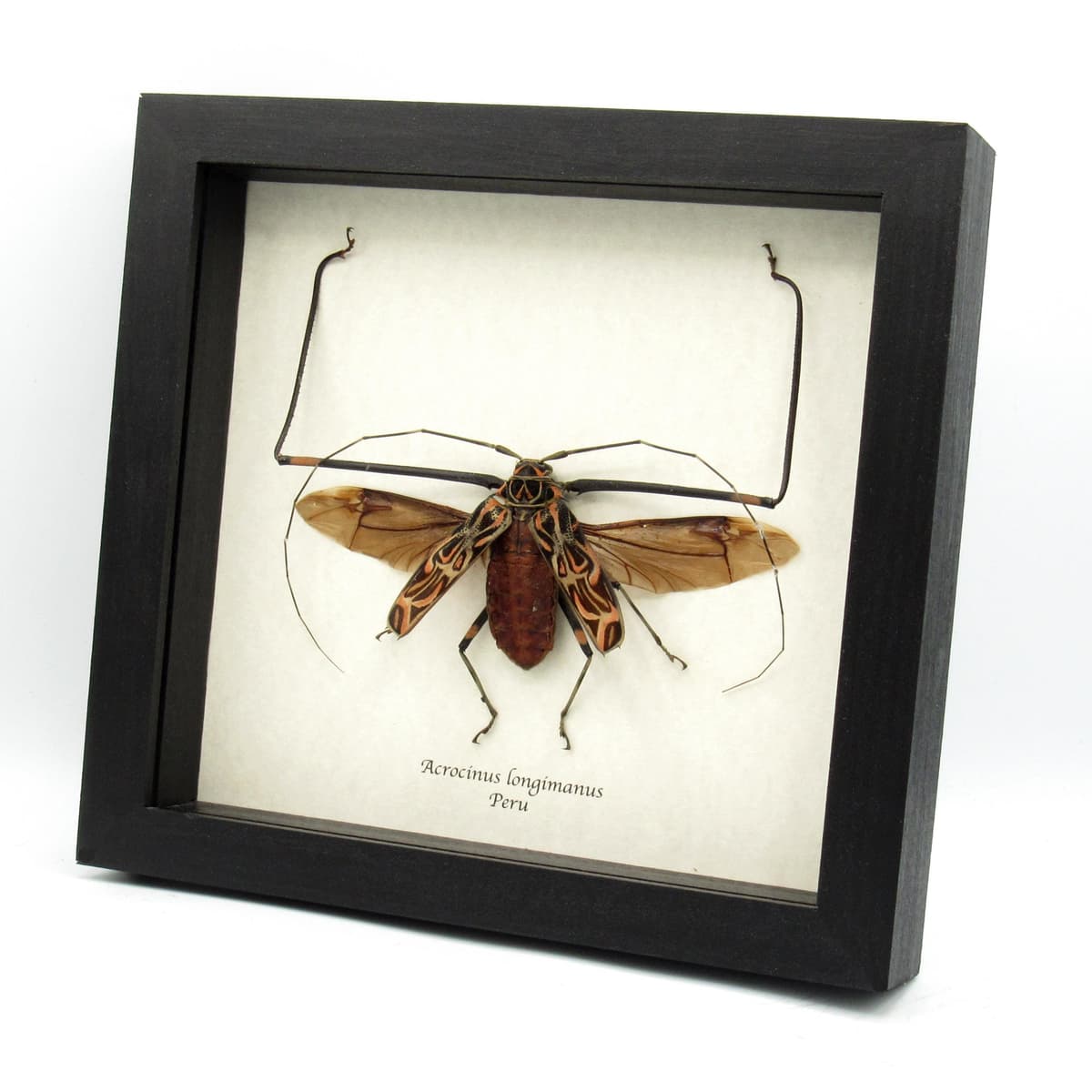 Real Giant Harlequin beetle framed taxidermy - Acrocinus longimanus - XL