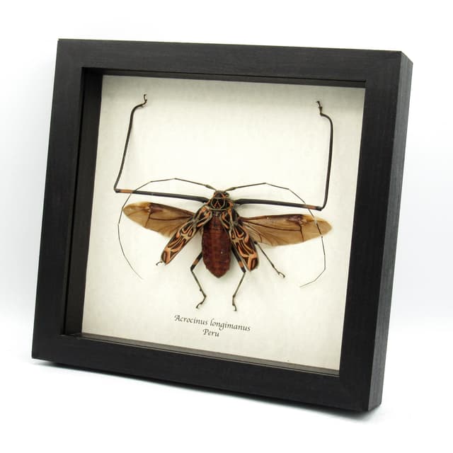 Real Giant Harlequin beetle framed taxidermy - Acrocinus longimanus - XL