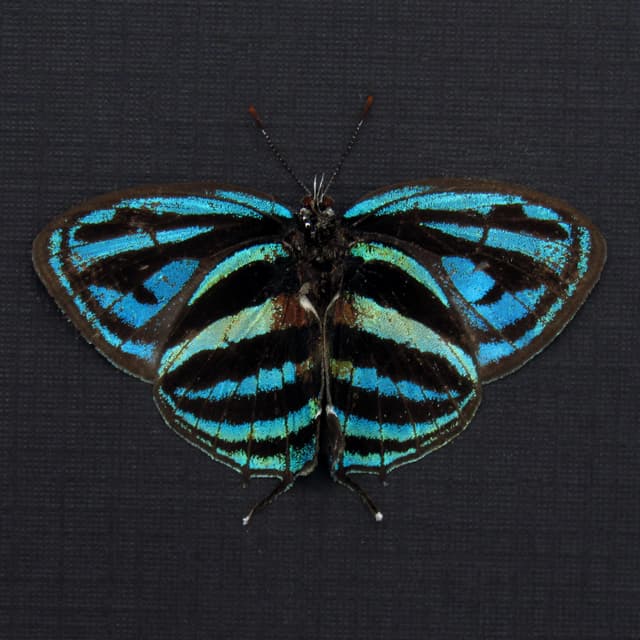 Rare blue hairstreak butterfly framed taxidermy - Thestius meridionalis - Victorian mount