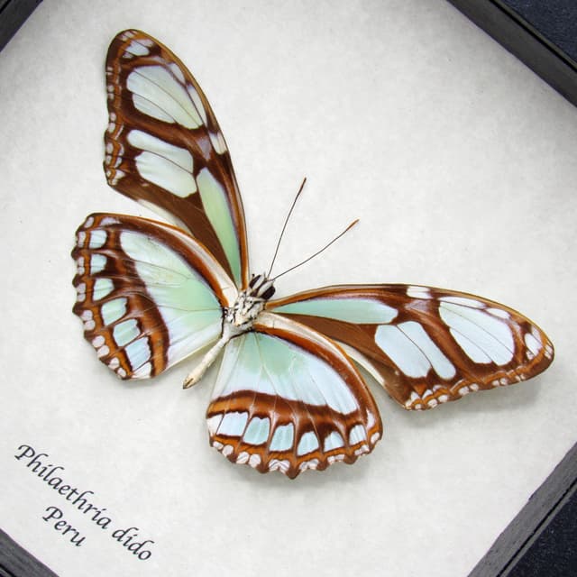 Real silver Longwing butterfly framed taxidermy - Philaethria dido