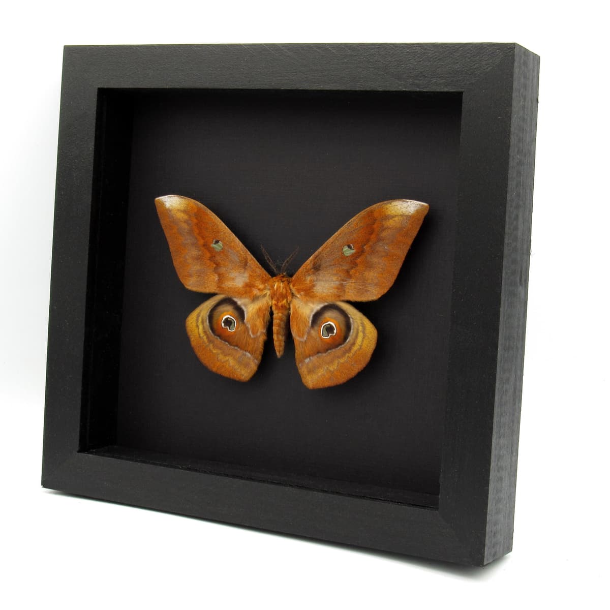 Real Giant Saturn moth framed taxidermy - Salassa thespis