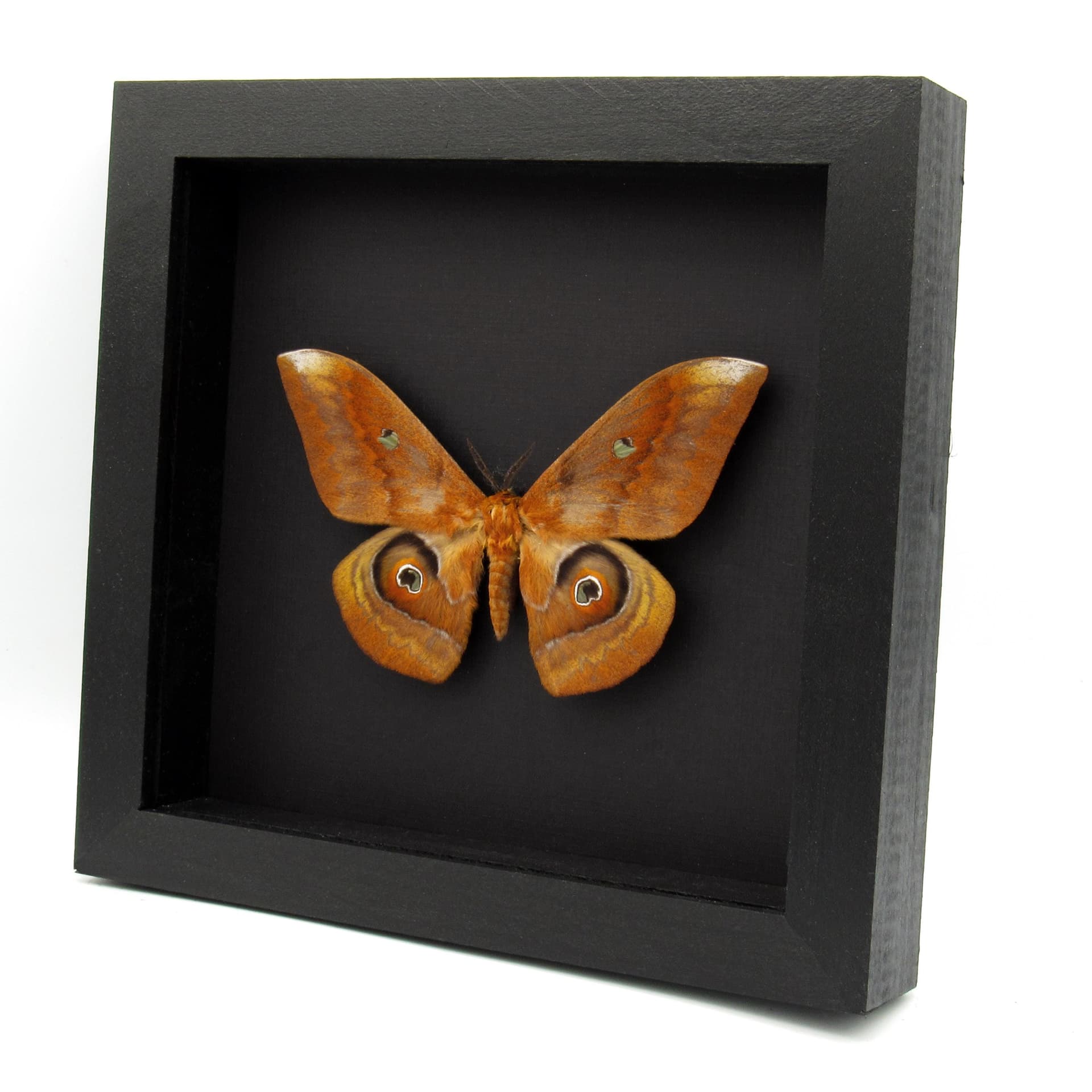 Real Giant Saturn moth framed taxidermy - Salassa thespis