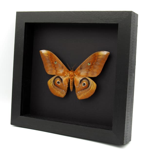 Real Giant Saturn moth framed taxidermy - Salassa thespis