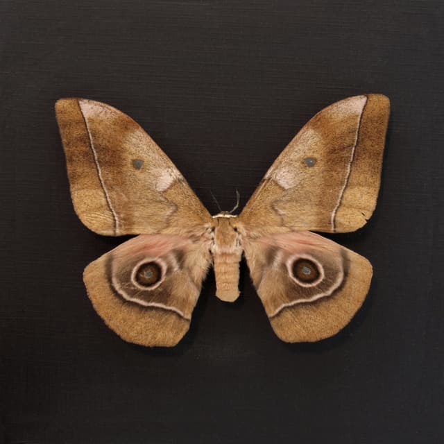 Large real Saturn moth framed taxidermy - Imbrasia species - female