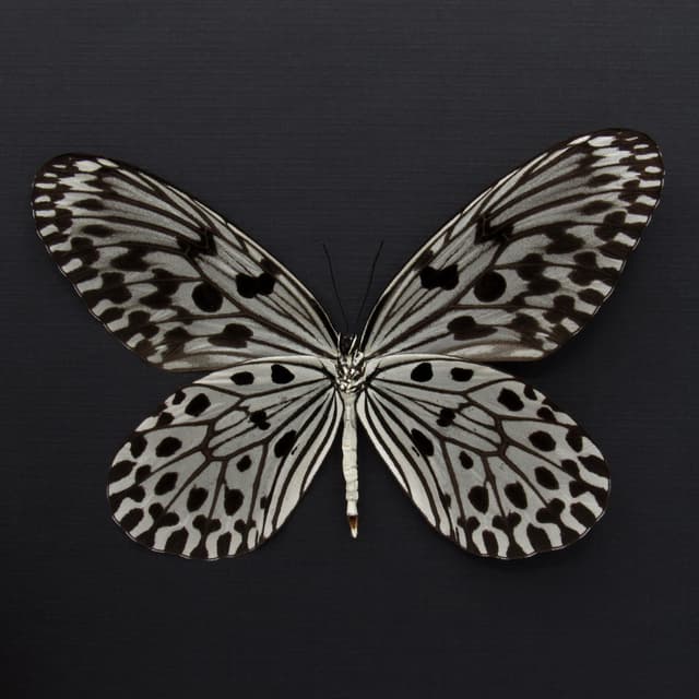 Real XL Tree Nymph butterfly framed taxidermy - Idea hypermnestra belia - female