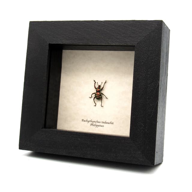 Real red weevil beetle framed specimen - Pachyrhynchus tadauchii