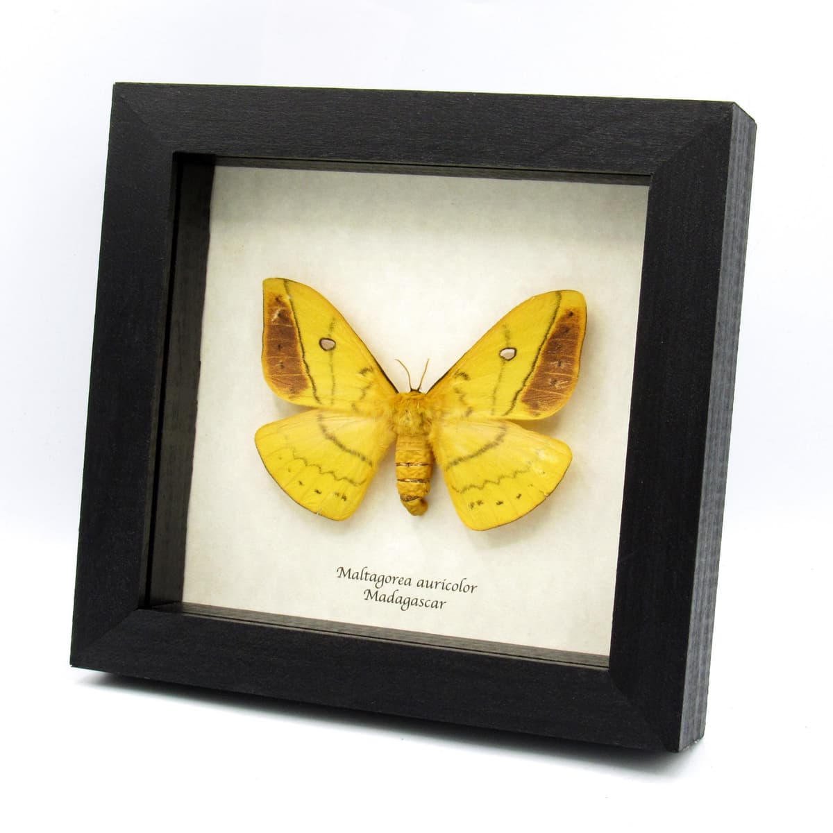 Rare Giant Yellow Emperor moth framed taxidermy - Maltagorea auricolor