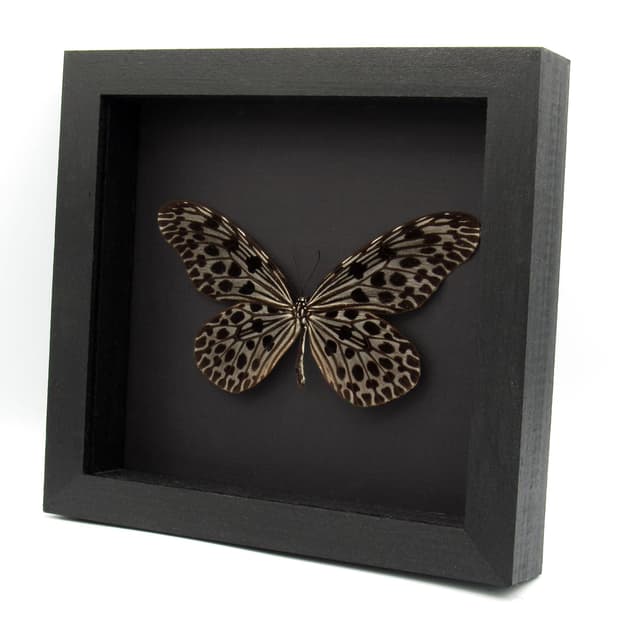 Real XL Silver Tree Nymph butterfly framed taxidermy - Idea lynceus - female