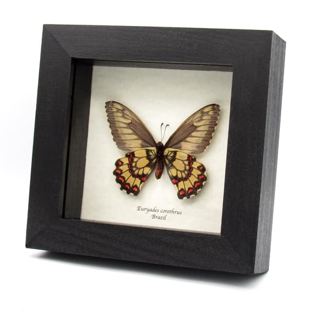 Rare red butterfly framed specimen - Euryades corethrus