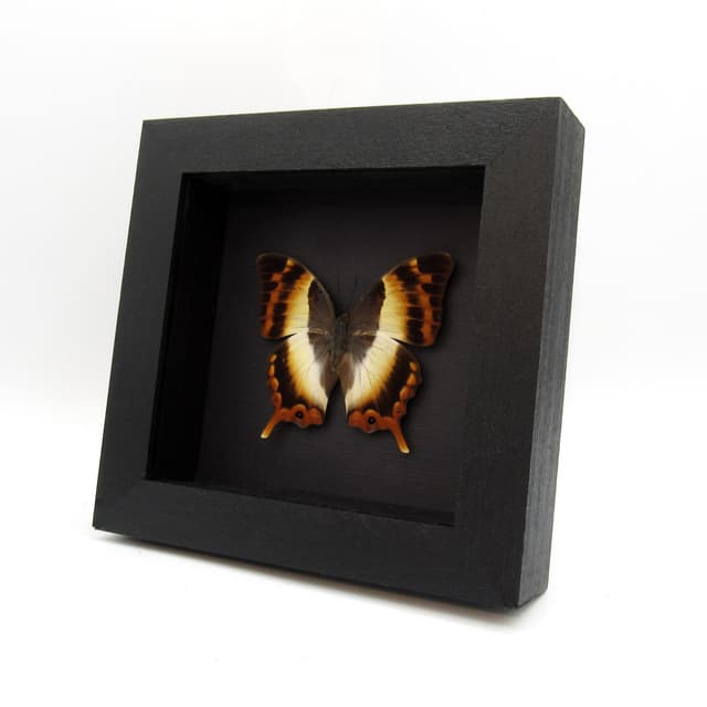 Rare female White Banded Palla butterfly framed taxidermy - Palla decius
