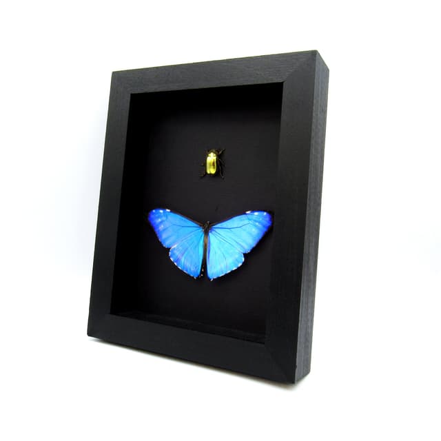 Real metallic Blue Morpho butterfly and gold jewel beetle framed taxidermy - Morpho zephyritis + Chrysina resplendens