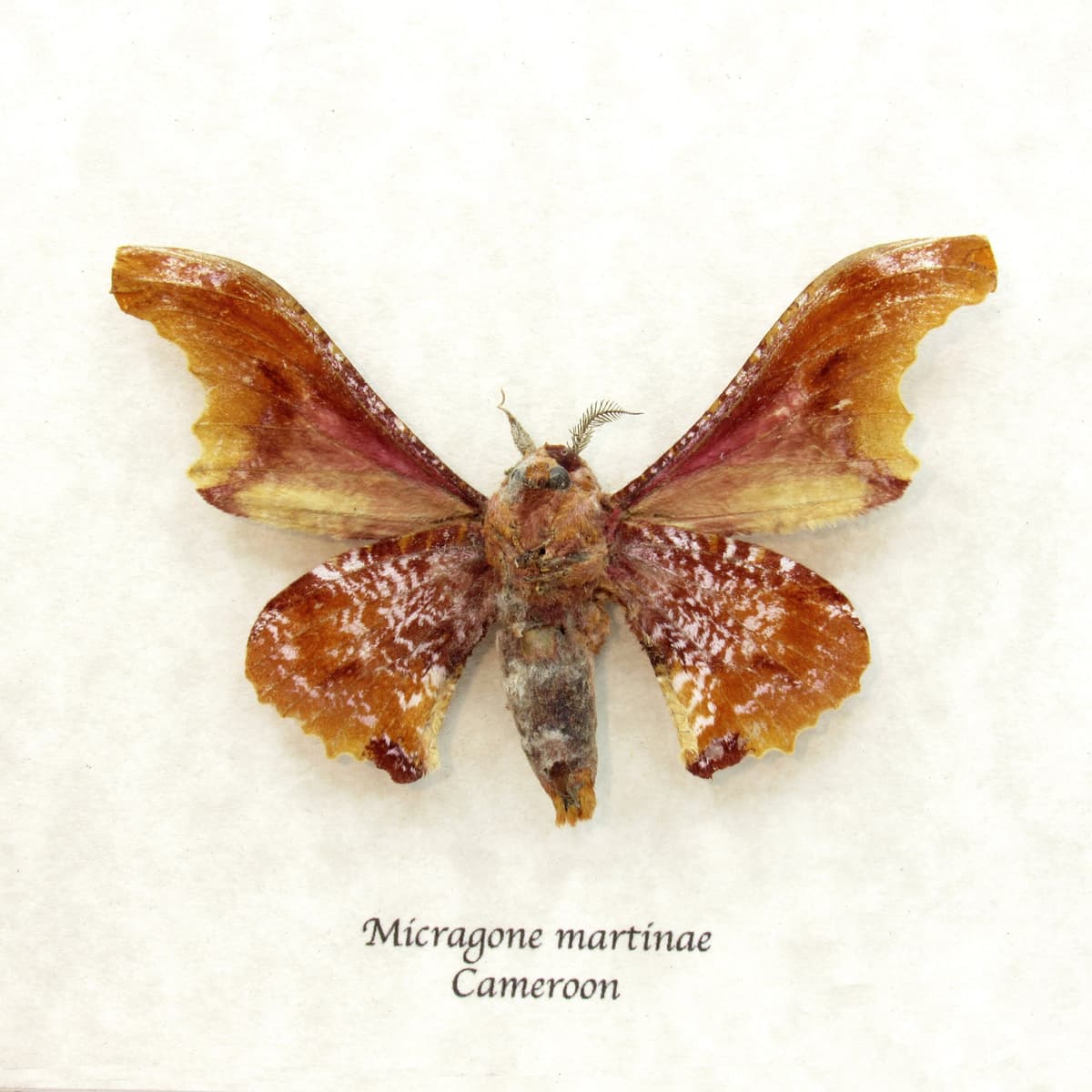Real Saturn moth framed taxidermy - Micragone martinae
