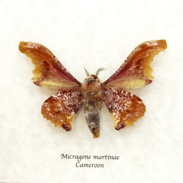 Real Saturn moth framed taxidermy - Micragone martinae