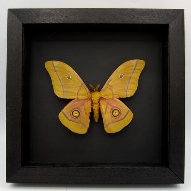 Real Giant Emperor moth framed taxidermy - Nudaurelia krucki - large size