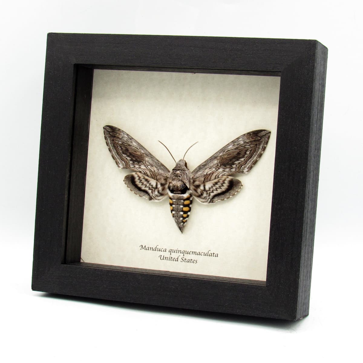 Real Five-Spotted Hawkmoth framed taxidermy - Manduca quinquemaculata