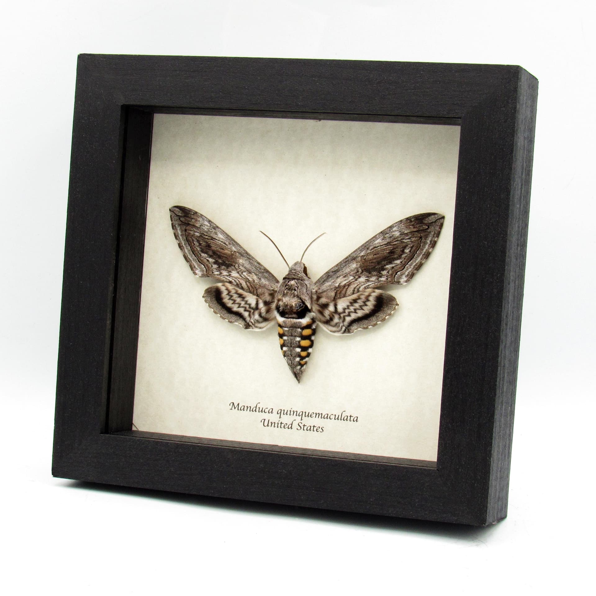 Real Five-Spotted Hawkmoth framed taxidermy - Manduca quinquemaculata